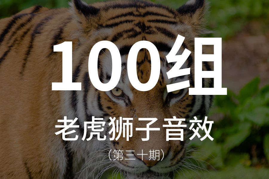 30、100组老虎狮子猫科动物音效素材，包含多个场景的声音！
