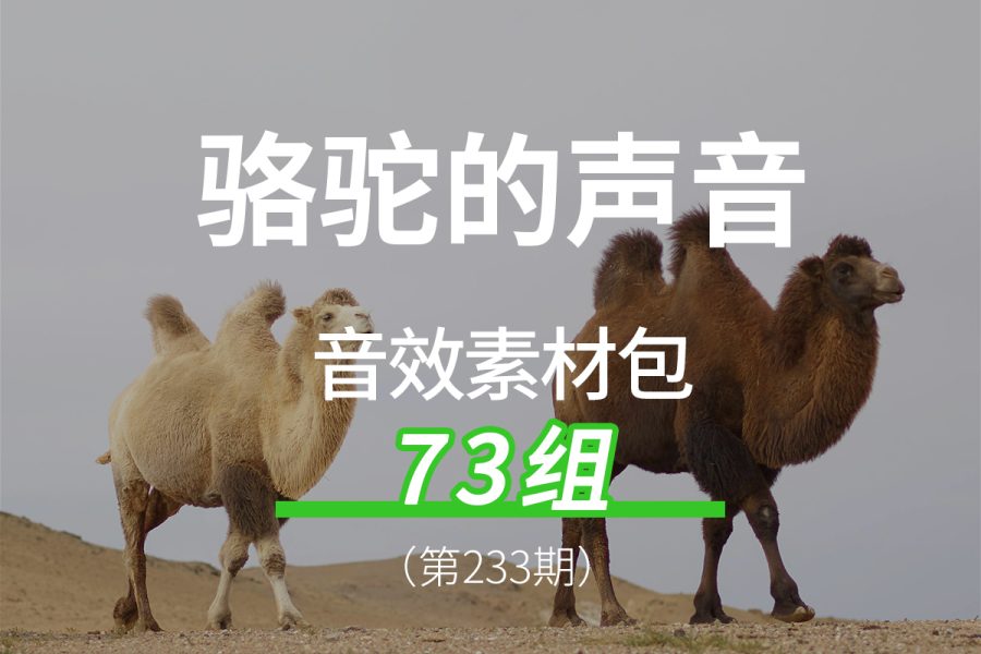 233、骆驼驼铃的声音